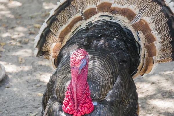 Volně žijící Turecko (meleagris gallopavo) — Stock fotografie