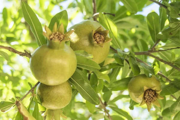 Granada en el árbol — Foto de Stock