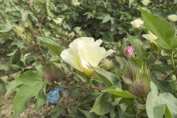 Fleur de coton, cotonnier, bourgeon de coton — Photo