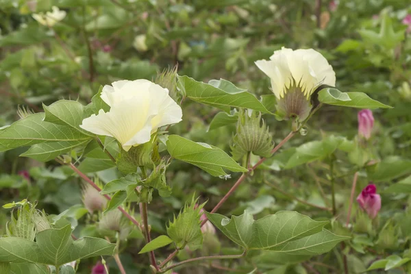 Хлопковый цветок, хлопчатобумажное растение, ватный бутон — стоковое фото
