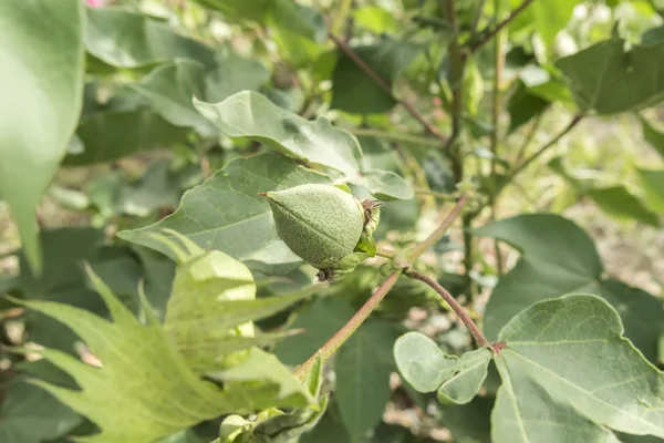 Cotton plant, cotton buds — Stock Photo, Image