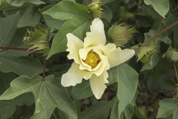 Cotton flower, cotton plant, cotton bud — Stock Photo, Image