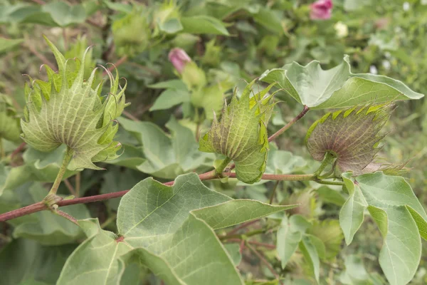 Pamuk bitki, pamuk tomurcukları