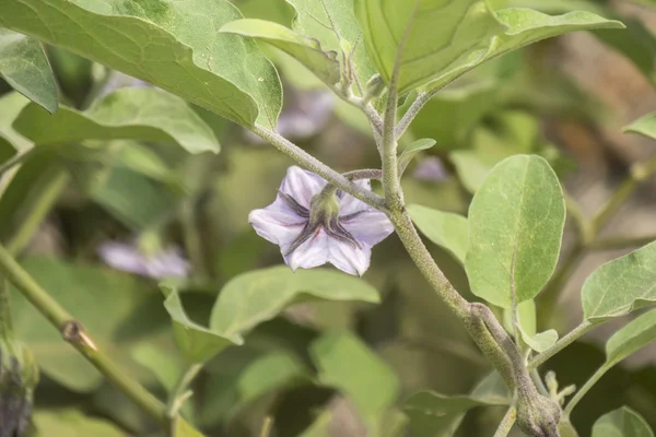 Fleur d'aubergine, aubergine — Photo