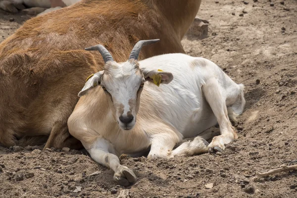 Kozy, ležící na odpočinku — Stock fotografie