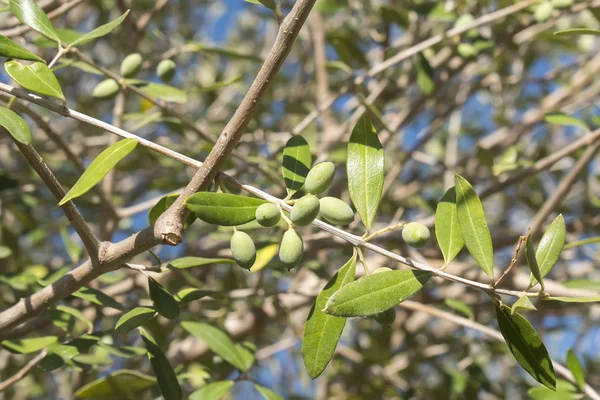 Olives in the olive tree — Stock Photo, Image