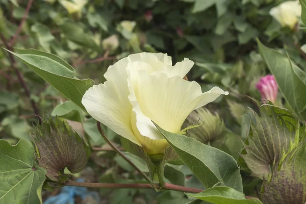 Cotton flower, cotton plant, cotton bud — Stock Photo, Image