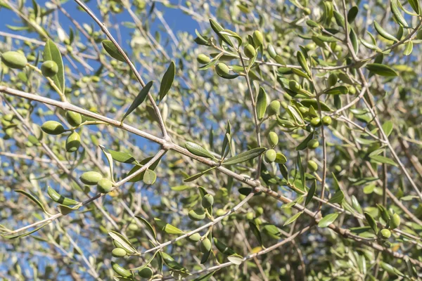 Olives in the olive tree — Stock Photo, Image