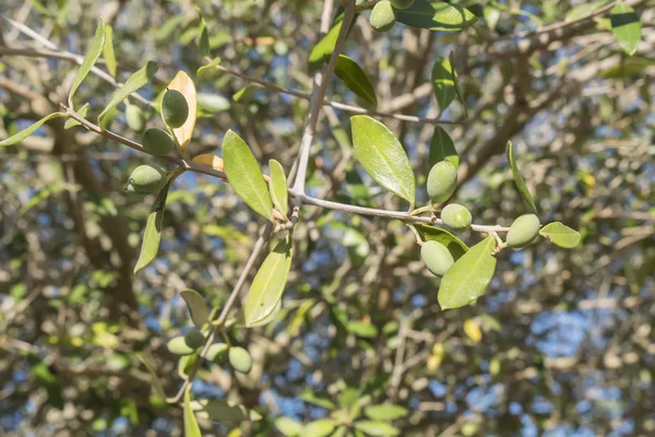 Olives in the olive tree — Stock Photo, Image