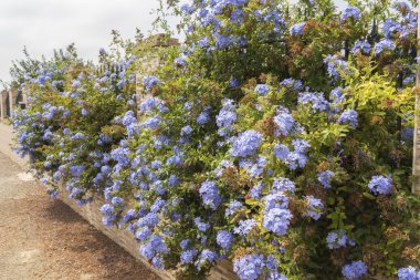 Blue flowers plumbago auriculata, cape leadwort, blue jasmine clipart