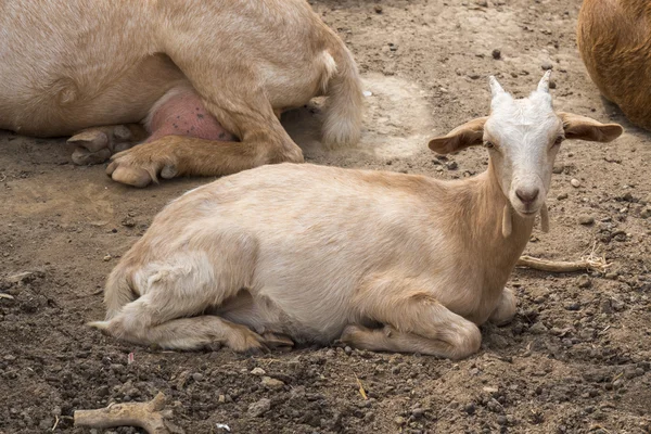 Kozy, ležící na odpočinku — Stock fotografie