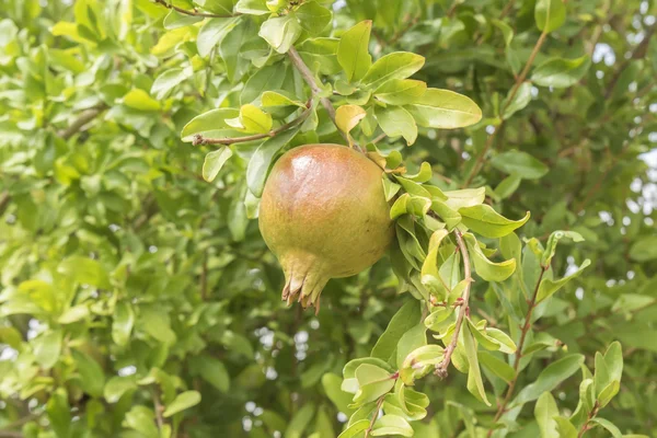 Unripe pomegranate in the tree — Stock Photo, Image