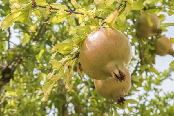 Unripe pomegranate in the tree — Stock Photo, Image