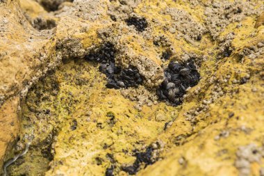 Kayaya gömülü yumuşakçalar