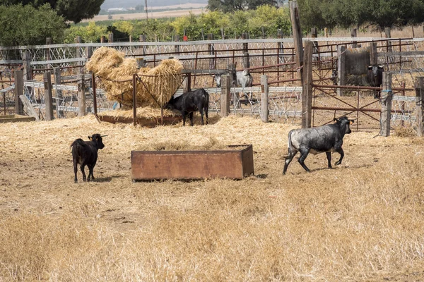 农场在塞维利亚，西班牙的斗牛场 — 图库照片