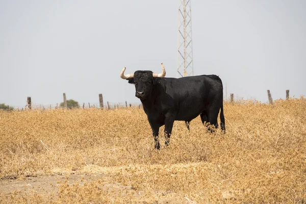 Razende stier op het platteland — Stockfoto