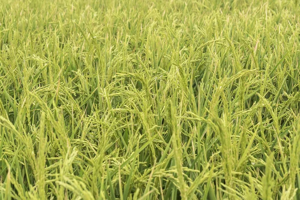 Unripe rice plantation — Stock Photo, Image