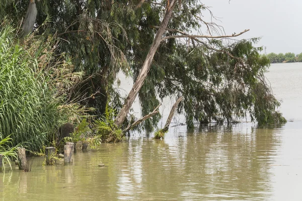 Natura intorno a un grande fiume — Foto Stock