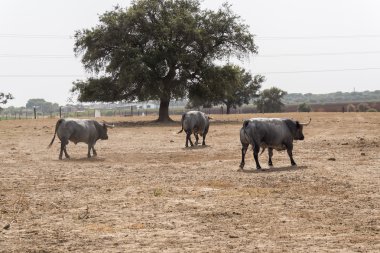 Çiftlik bullring Sevilla, İspanya