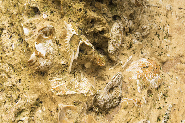 Раковины, встроенные в скалы на пляже
