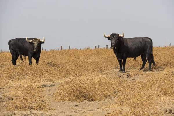 Çiftlik bullring Sevilla, İspanya