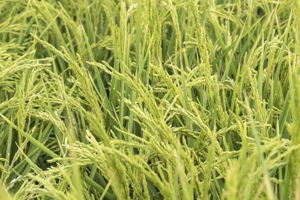 Niedojrzałe ryżu plantacji — Zdjęcie stockowe