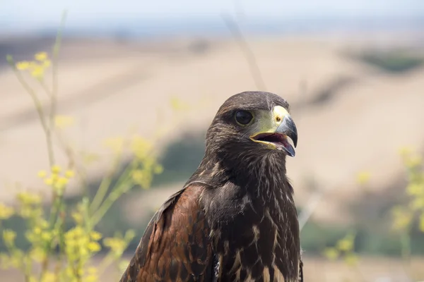 Águila dorada descansando al sol con la boca abierta —  Fotos de Stock