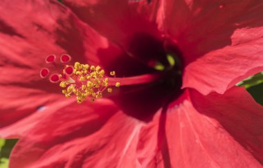 Pistil kırmızı hibiscus çiçek