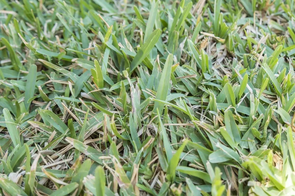 Trädgård oklippt gräsmatta i sommar — Stockfoto