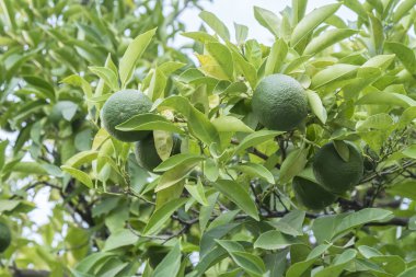 Olgunlaşmamış portakal ağacında güneşin altında