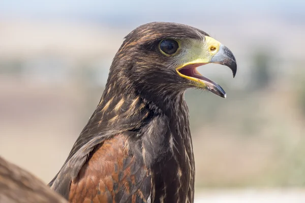 Golden eagle resting in the sun with open beak — Stock Photo, Image