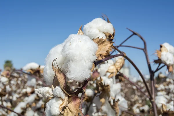 Pamuk bitki hazır hasat için