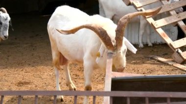 Bir çiftlikte (4 k dinlenme keçi)