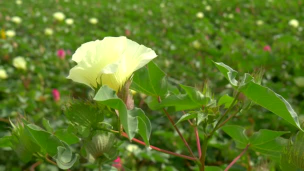 Um campo de plantas de algodão com cavilhas não maduras e flor com folha (4K ) — Vídeo de Stock