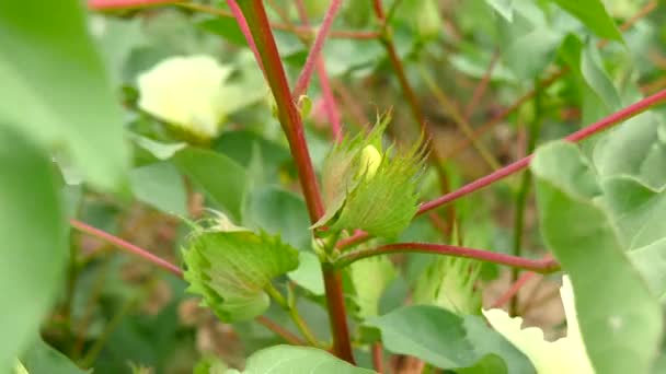 Un campo de plantas de algodón con bols inmaduros y flor con hoja (4K ) — Vídeos de Stock