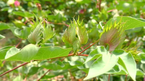 Un champ de plants de coton avec des clochettes non mûres et des fleurs avec des feuilles (4K ) — Video
