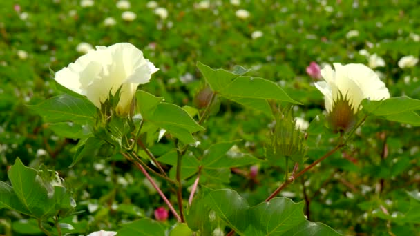 Um campo de plantas de algodão com cavilhas não maduras e flor com folha (4K ) — Vídeo de Stock