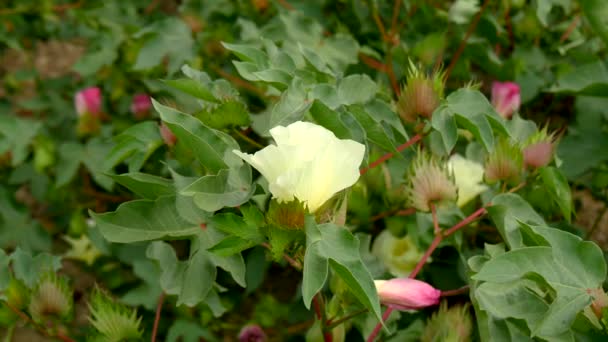 Un champ de plants de coton avec des clochettes non mûres et des fleurs avec des feuilles (4K ) — Video