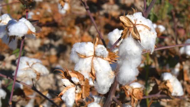 Fábrica de algodão pronta para colheita (4K ) — Vídeo de Stock