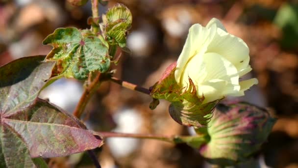 Pole rostlin bavlny s nezralá tobolky a květ s listy (4k) — Stock video