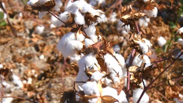Bavlny rostlin připraven na sklizeň (4k) — Stock video