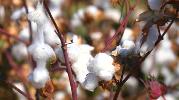 Cotton Plant Ready to Harvest (4K) — Stock Video