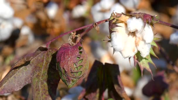 Cotton Plant klaar voor oogst (4k) — Stockvideo