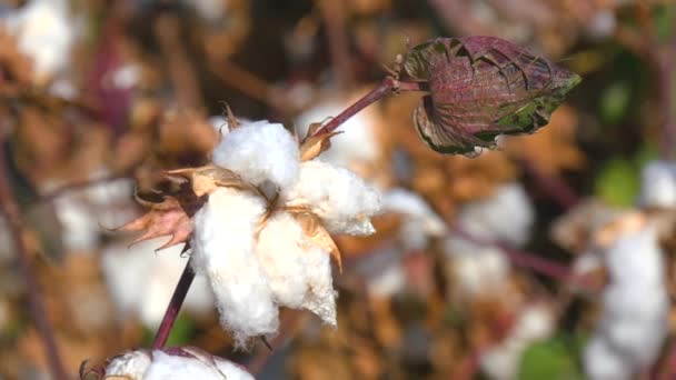 Fábrica de algodão pronta para colheita (4K ) — Vídeo de Stock
