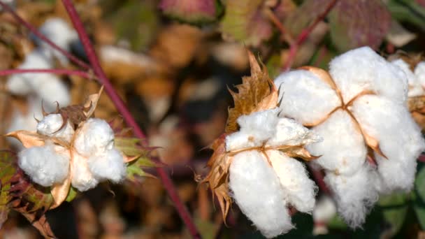 Cotton Plant Ready to Harvest (4K)