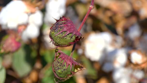 Cotton Plant klaar voor oogst (4k) — Stockvideo