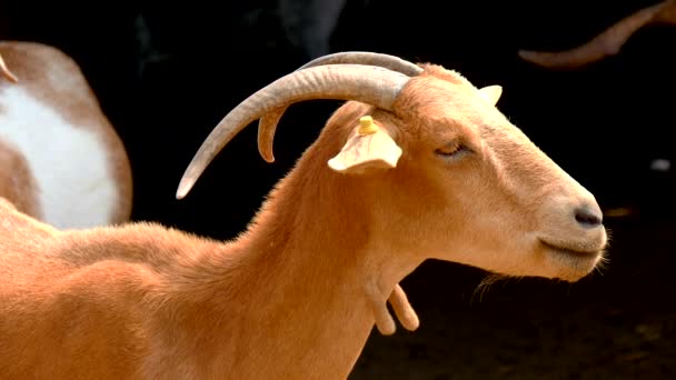 Cabras descansando em uma fazenda (4K ) — Vídeo de Stock