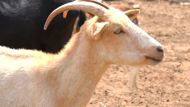 Goats resting on a farm (4K) — Stock Video