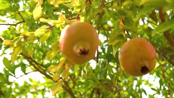 Гранатові плоди на дереві, освітлені теплим ранковим світлом (4k ) — стокове відео