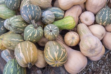 Kabaklar, Cucurbita argyrosperma, m, Butternut, maxima, c